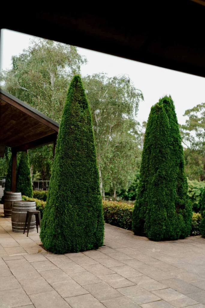 Centennial Vineyard shrubs